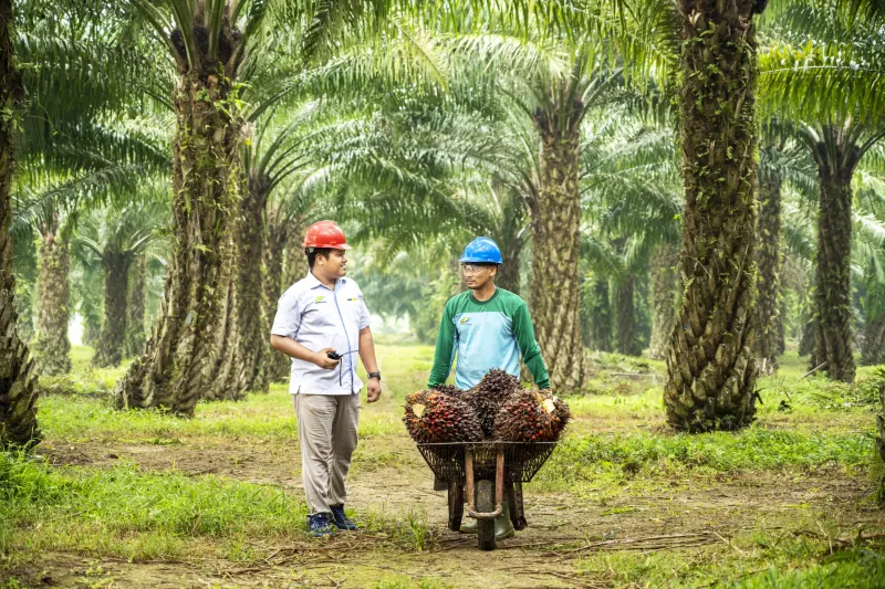 Ubah Arah Bisnis, Danantara Dorong PalmCo Garap Pasar Ekspor