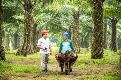 Ubah Arah Bisnis, Danantara Dorong PalmCo Garap Pasar Ekspor