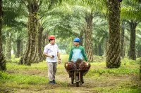 Ubah Arah Bisnis, Danantara Dorong PalmCo Garap Pasar Ekspor