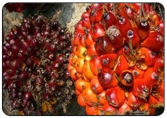 Emiten CPO Genjot Produksi, JAWA Anggarkan Capex Rp38,6 Miliar