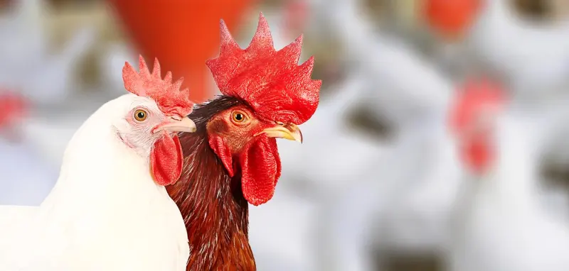 Pendapatan dan Laba Bersih Japfa Comfeed (JPFA) Kompak Menguat Per Juni 2024