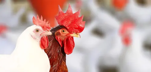 Pendapatan dan Laba Bersih Japfa Comfeed (JPFA) Kompak Menguat Per Juni 2024
