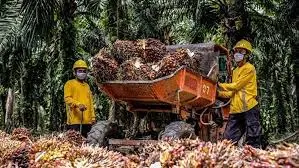 Gelar Aksi Korporasi, AALI Siap Bagi Dividen Interim Rp82 Per Saham