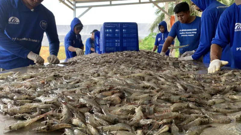 Agro Bahari Nusantara (UDNG) Incar Dana Segar Rp50 Miliar Melalui IPO