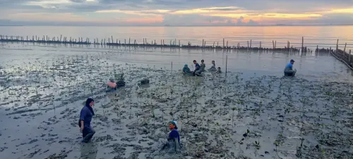 Askrindo Hadirkan Ecowisata Mangrove di Mempawah