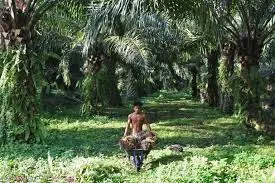 Kampanye All Eyes On Papua Menggema, Persetujuan Alih Fungsi Lahan Harusnya Melibatkan Tetua Adat Papua