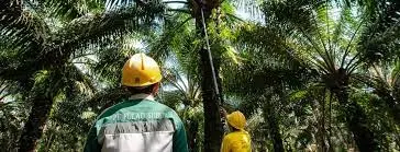 Pulau Subur (PTPS) Habiskan Separuh Dana IPO, Sisanya Mengendap Jadi Deposito Bank