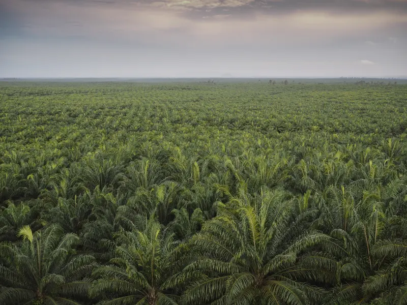 Anak Usaha Astra Agro Lestari (AALI) Turun Tangan Perbaiki Jalan Sepanjang 6,5 KM
