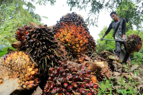 Harga Referensi CPO Melemah Untuk Periode Januari 2025