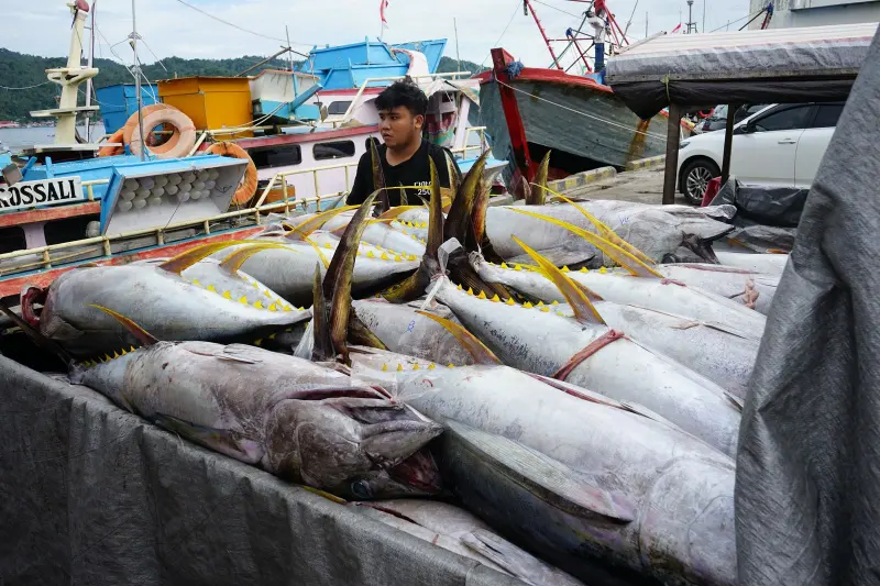 Sistem Pascaproduksi PIT Tingkatkan PNBP SDA Perikanan 30% di 2024