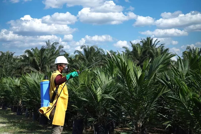 PTPN IV Regional III Riau Siapkan 800 Ribu Bibit Sawit Unggul