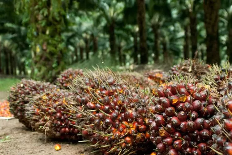 GAPKI Waspadai Ancaman Tarif Resiprokal AS Terhadap Industri Sawit