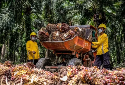Produksi Sawit RI Berpotensi Susut 3 Juta Ton Tahun Depan, Harga Berpeluang Terkerek