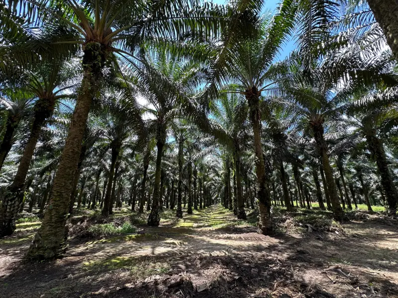 Langkah Strategis Astra Agro Dorong Sawit Indonesia Jadi Pemain Global