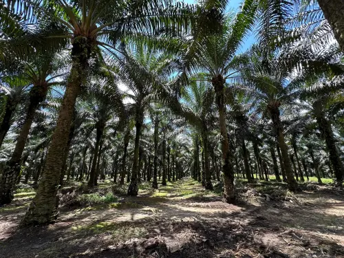 Langkah Strategis Astra Agro Dorong Sawit Indonesia Jadi Pemain Global