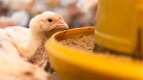 Lonjakan Harga Saham Janu Putra Sejahtera (AYAM) Tersulut Isu Investasi Danantara Rp20 Triliun?