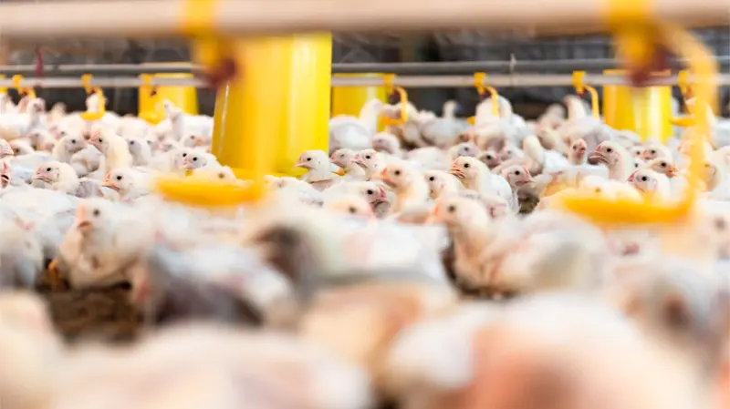 Direksi Borong Saham AYAM Rp13,7 Miliar, Sinyal Kuat di Balik Lonjakan 200%?