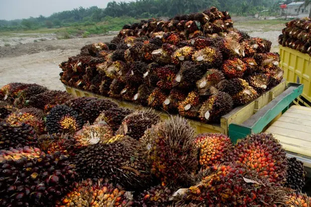 Ada Apa Dengan BWPT Sampai Sengketa Investasi Rp 11 Triliun Menggantung?