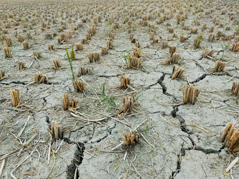 BI Waspadai El Nino, Ancam Biaya Produksi Pangan hingga Oktober