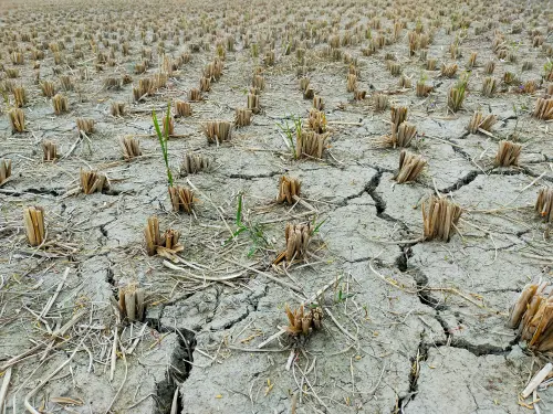 BI Waspadai El Nino, Ancam Biaya Produksi Pangan hingga Oktober
