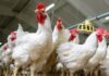 Laba Bersih Malindo Feedmill (MAIN) Melejit 96,05% di Q1-2026, Ini Pemicunya